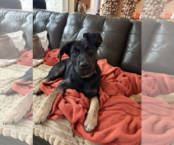 Medium Photo #1 Mutt Puppy For Sale in Greenville, SC, USA