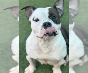American Pit Bull Terrier Dogs for adoption in Hillsboro, NH, USA