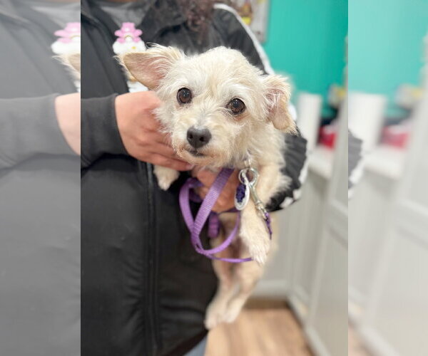 Medium Photo #3 Doxiepoo (Miniature) Puppy For Sale in Pittsburg, CA, USA