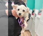 Small #2 Doxiepoo (Miniature)