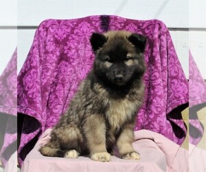 Siberian Husky Puppy for sale in KIRKWOOD, PA, USA