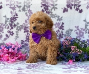 Goldendoodle Puppy for sale in LANCASTER, PA, USA