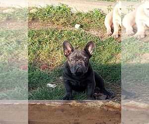 Father of the French Bulldog puppies born on 03/18/2024