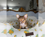 Small #9 Chihuahua