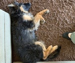 Small #19 German Shepherd Dog
