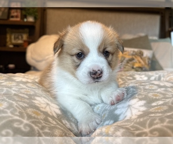 Medium Photo #15 Pembroke Welsh Corgi Puppy For Sale in GRAND RAPIDS, MI, USA