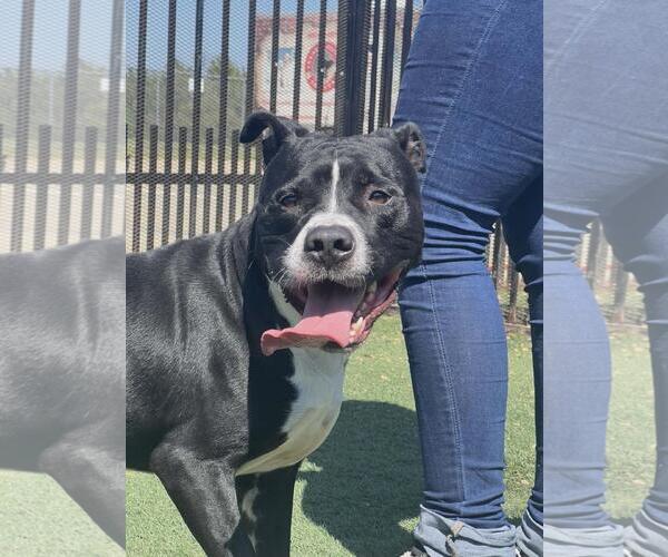 Medium Photo #2 American Pit Bull Terrier-Unknown Mix Puppy For Sale in Rockwall, TX, USA