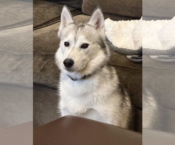 Medium Photo #7 Siberian Husky-Unknown Mix Puppy For Sale in Columbus, IN, USA