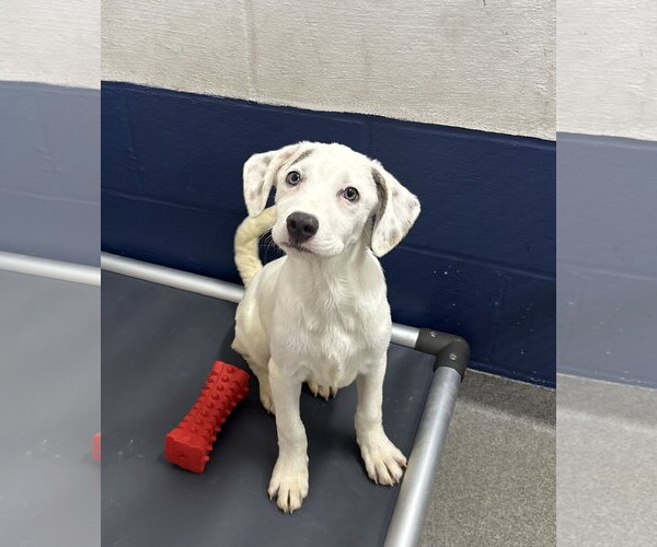 Medium Photo #1 Mutt Puppy For Sale in Sterling, MA, USA