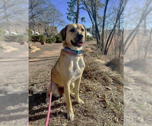 Mingo - Female Labrador Retriever-Unknown Mix Dog for Adoption - Photo #4
