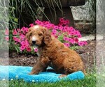 Small Photo #2 Irish Doodle Puppy For Sale in MERCERSBURG, PA, USA