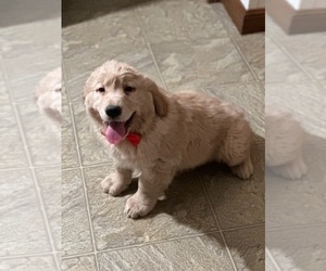 Golden Retriever Puppy for sale in LANCASTER, PA, USA