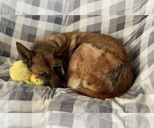 German Shepherd Dog-Unknown Mix Dogs for adoption in Polson, MT, USA