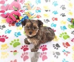 Small #8 Yorkshire Terrier