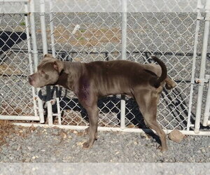 Bluey (8yo, 69lbs) - Male Mutt Dog for Adoption - Photo #5