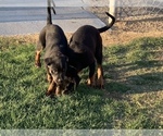 Small Photo #8 Rottweiler Puppy For Sale in YUCCA VALLEY, CA, USA