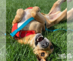 Small #2 Labrador Retriever Mix
