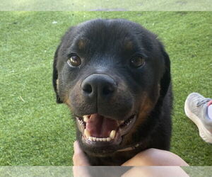 Rottweiler-Unknown Mix Dogs for adoption in Mooresville, NC, USA