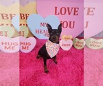 Small Miniature Pinscher