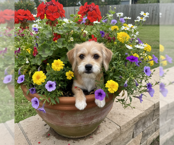 Medium Photo #1 Chihuahua-Unknown Mix Puppy For Sale in MIDWAY, UT, USA