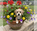 Small Chihuahua Mix