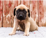 Small #10 Mastiff