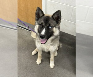 German Shepherd Dog-Unknown Mix Dogs for adoption in Forestville, MD, USA