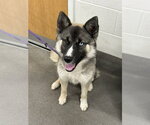 Small German Shepherd Dog Mix