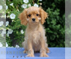 Cavapoo Puppy for sale in EAST EARL, PA, USA
