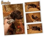 Small Photo #4 German Shorthaired Pointer Puppy For Sale in PLAINVIEW, TX, USA
