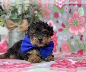 YorkiePoo Puppy for sale in LANCASTER, PA, USA