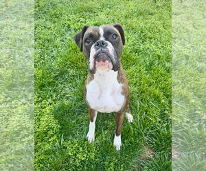 Boxer-Unknown Mix Dogs for adoption in Dumont, NJ, USA