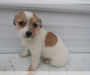 Cheenese Puppy for sale in INDIANAPOLIS, IN, USA