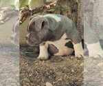 Small Photo #18 American Bully Puppy For Sale in OLYMPIA, WA, USA