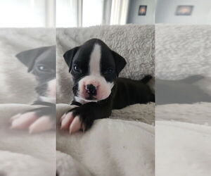 Boxer Litter for sale in GREENUP, IL, USA