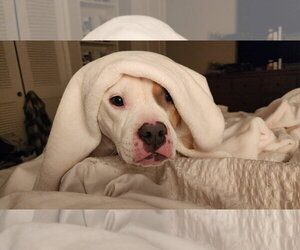 American Pit Bull Terrier-Unknown Mix Dogs for adoption in Shillington, PA, USA