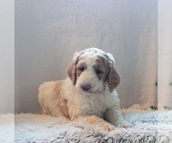 Medium Photo #3 Goldendoodle-Poodle (Standard) Mix Puppy For Sale in KINZERS, PA, USA