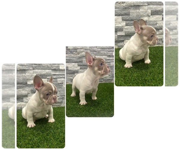 Medium Photo #1 French Bulldog Puppy For Sale in CAPE CORAL, FL, USA
