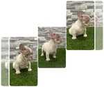 Small French Bulldog