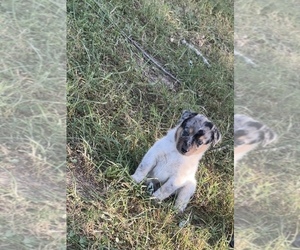 Texas Heeler Puppy for sale in GOREVILLE, IL, USA