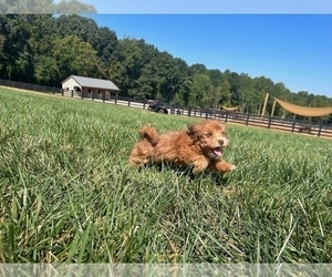 Poovanese Puppy for sale in GAINESVILLE, GA, USA