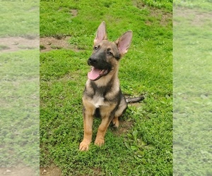 German Shepherd Dog Puppy for Sale in BEAVER FALLS, Pennsylvania USA
