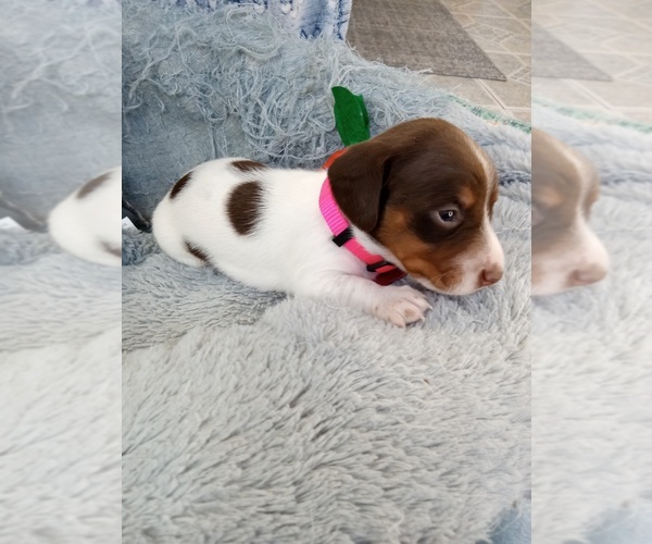 Medium Photo #4 Dachshund Puppy For Sale in COFFEYVILLE, KS, USA
