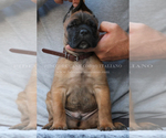 Small Photo #10 Cane Corso Puppy For Sale in MARENGO, IL, USA
