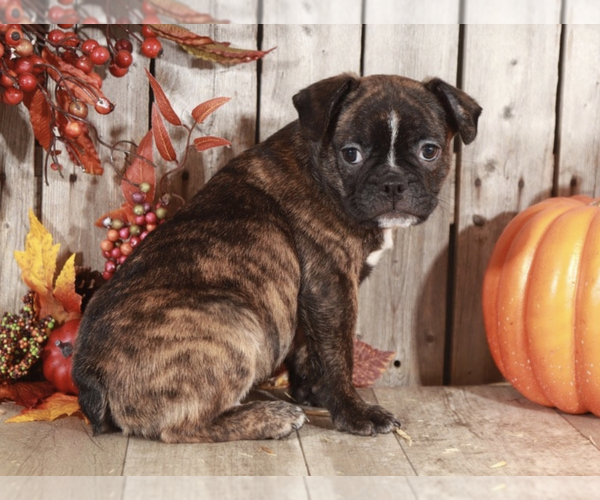 Medium Photo #1 Faux Frenchbo Bulldog Puppy For Sale in MOUNT VERNON, OH, USA