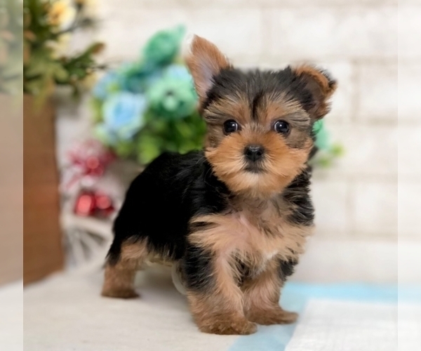 Medium Photo #2 Yorkshire Terrier Puppy For Sale in SAN FRANCISCO, CA, USA