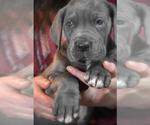 Small Photo #17 Great Dane Puppy For Sale in DANIELSON, CT, USA
