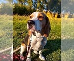 Small Photo #1 Beagle Puppy For Sale in COLVILLE, WA, USA