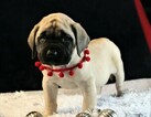 Small Photo #2 Mastiff Puppy For Sale in SUGARCREEK, OH, USA