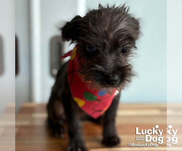 Medium Photo #3 Mutt Puppy For Sale in Washington, DC, USA